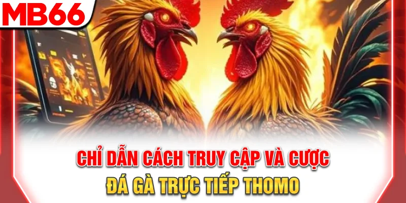 Cách Xem Và Cược Đá Gà Trực Tiếp Thomo Chuẩn Nhất 2025 8 Chỉ dẫn cách truy cập và cược đá gà trực tiếp Thomo