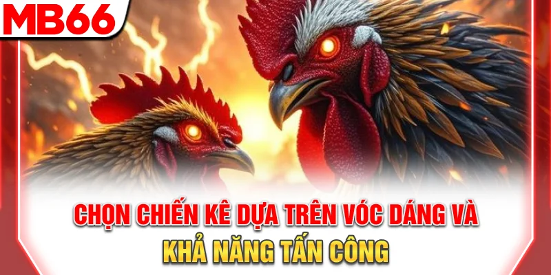 Chọn chiến kê dựa trên vóc dáng và khả năng tấn công