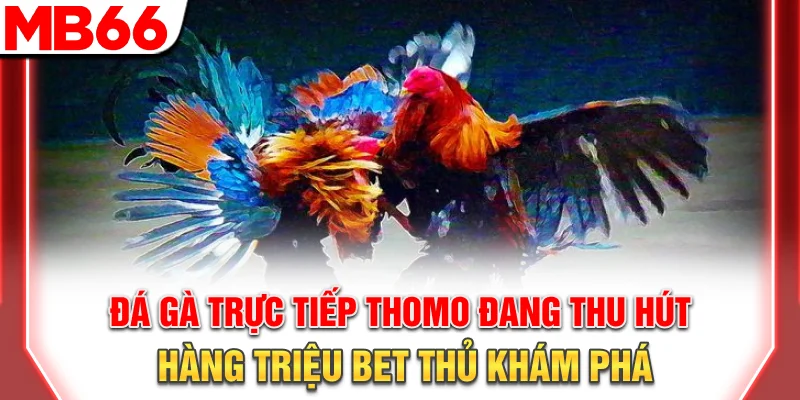 Cách Xem Và Cược Đá Gà Trực Tiếp Thomo Chuẩn Nhất 2025 7 Đá gà Thomo đang thu hút hàng triệu bet thủ khám phá