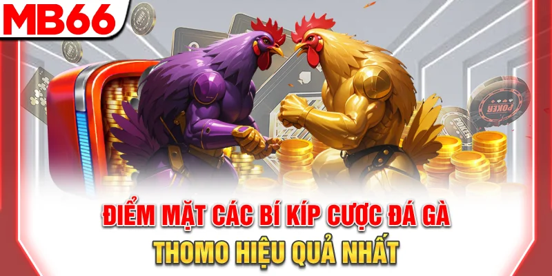 Cách Xem Và Cược Đá Gà Trực Tiếp Thomo Chuẩn Nhất 2025 11 Điểm mặt các bí kíp cược đá gà Thomo hiệu quả nhất