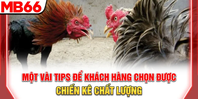 Cách Xem Và Cược Đá Gà Trực Tiếp Thomo Chuẩn Nhất 2025 9 Một vài tips để khách hàng chọn được chiến kê chất lượng